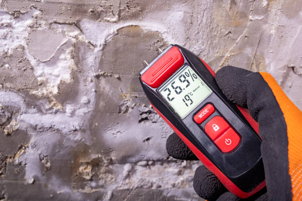 Best Post-Flood Mold Remediation in Violet, LA