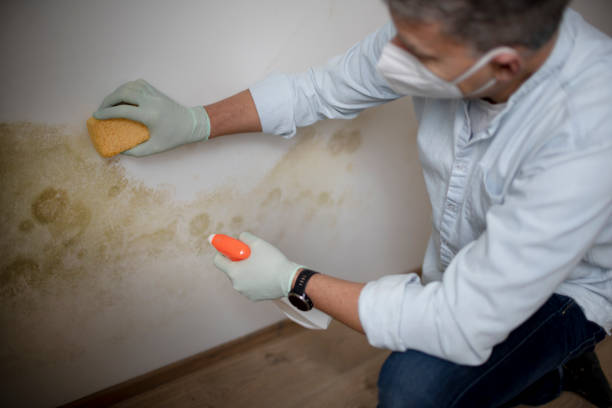 Best Health and Safety Mold Remediation in Violet, LA