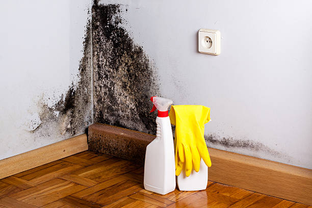 Best Industrial Mold Remediation in Violet, LA