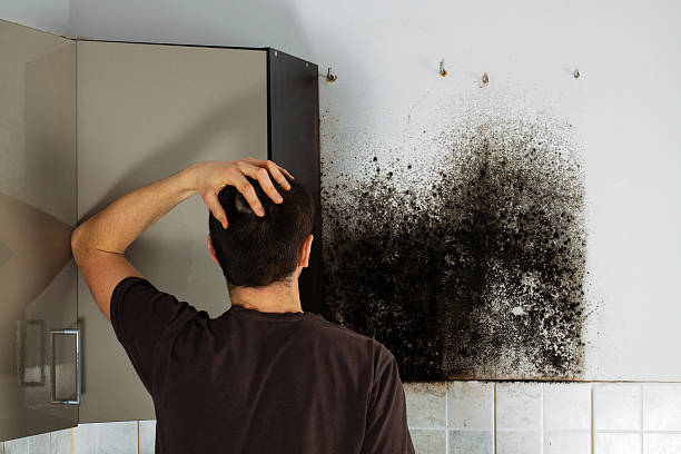 Best Insurance-Related Mold Remediation in Violet, LA