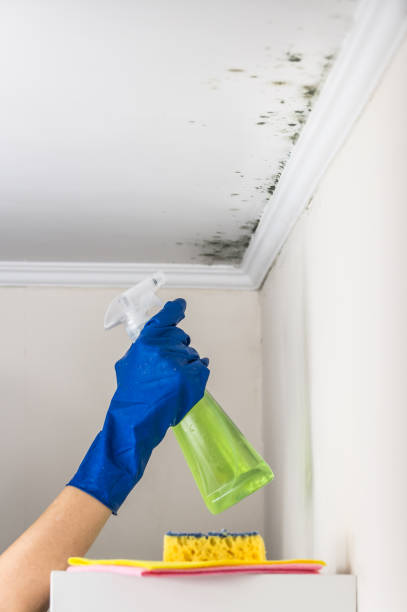 Best Preventive Mold Services in Violet, LA